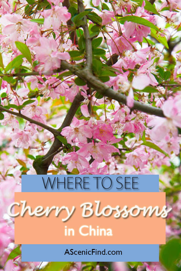 Chinese cherry blossom pictures