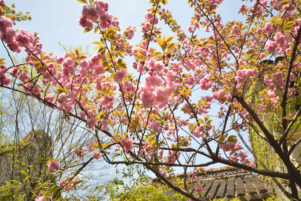 The Ultimate Guide To Cherry Blossoms in China Chinese Cherry