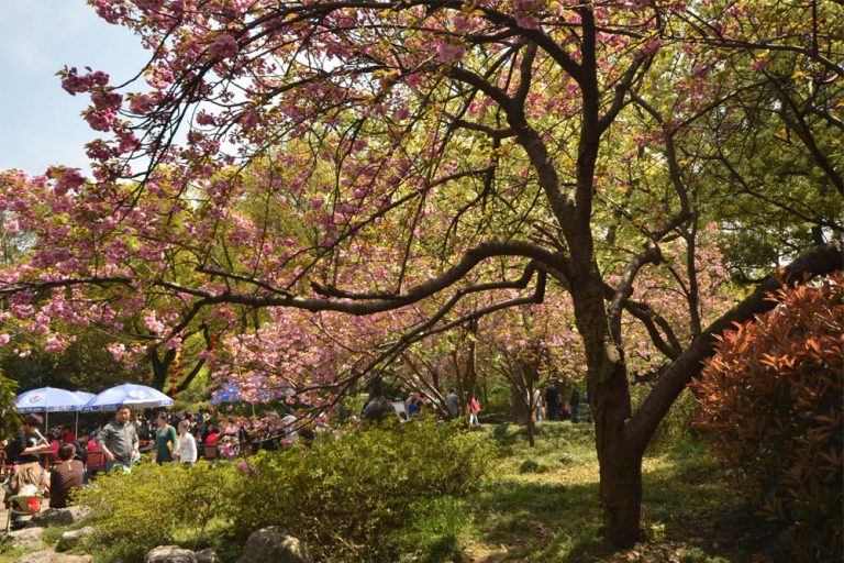 The Ultimate Guide To Cherry Blossoms in China – Chinese Cherry ...