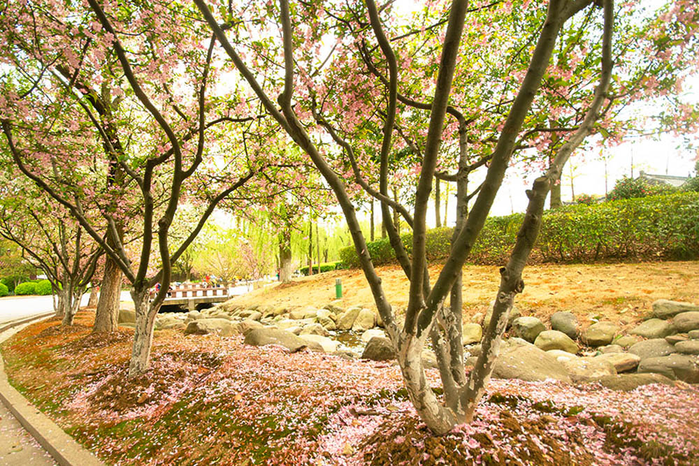 chinese cherry blossom tree