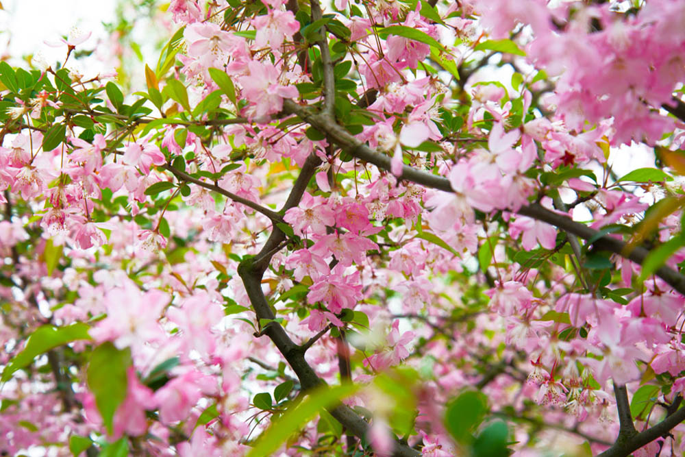 Images Of Chinese Cherry Blossom Trees - Mag Marabel