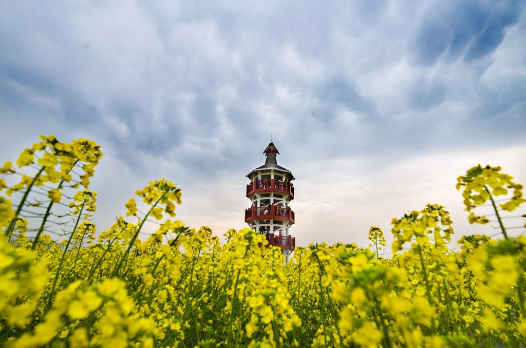 "rapeseed flower field china", "Planning a trip to china", "travel tips for china", "tips for traveling in china", "china travel tips"